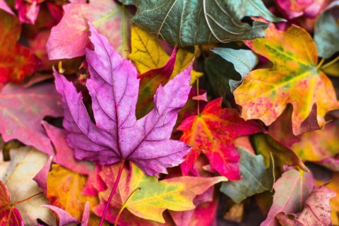 Banner Herfst
